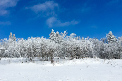 Changbaishan Travel Forest