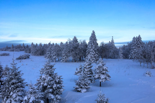 Changbaishan Travel Forest