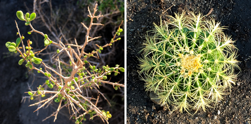 Travel Anza-Borrego Plant