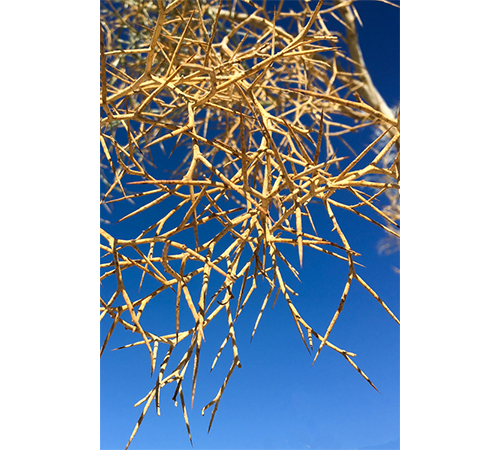 Travel Anza-Borrego Dried Plant