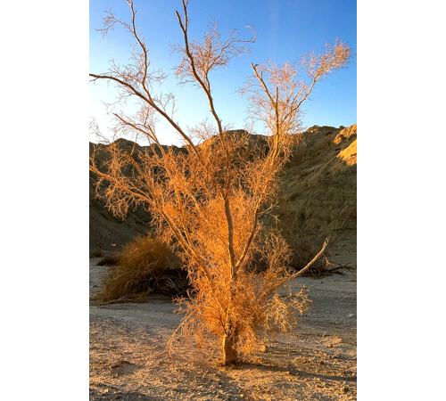 Travel Anza-Borrego Dried Tree