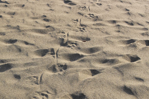 Sukamade Beach Conservation