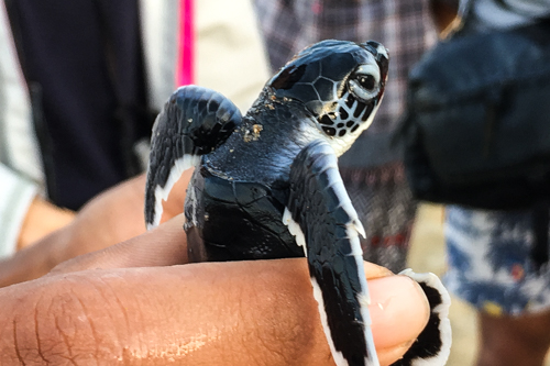 Sukamade Beach Baby Turtle