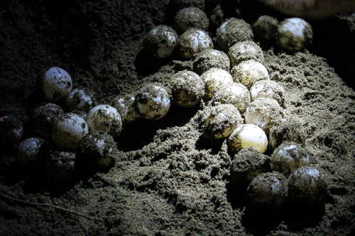 Sukamade Beach Eggs of Turtle