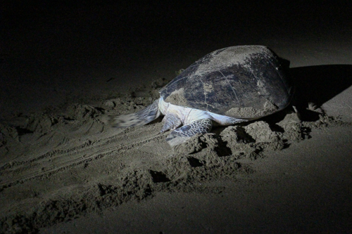 Sukamade Beach Turtle