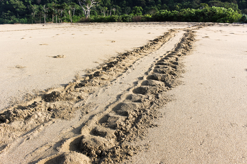 Sukamade Beach Conservation