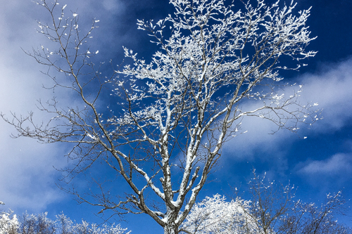 Changbaishan Travel Tree with Snow