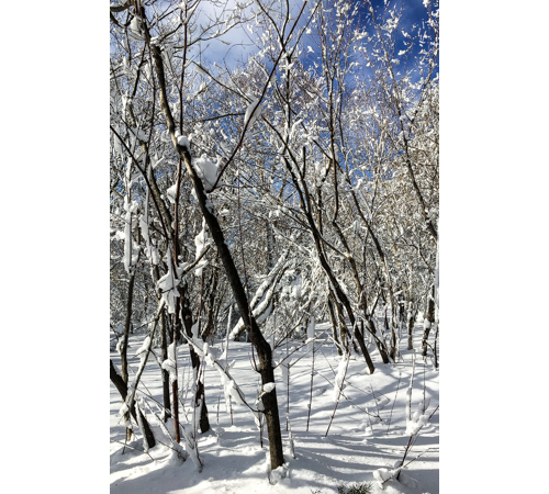 Changbaishan Travel Trees with Snow