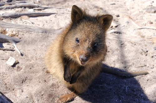 Rottnest Island, Western Australia - Quokka