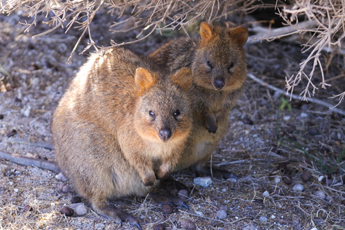 Quokka, Rottnest Island