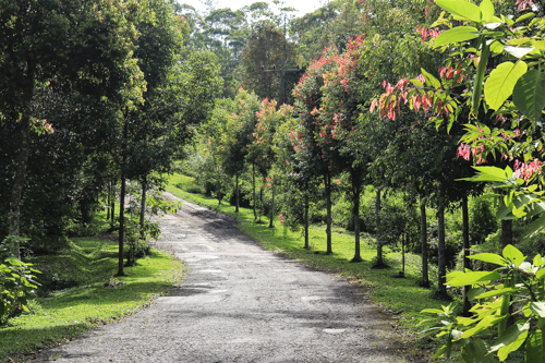 Lake Toba in Sumatra, Indonesia: Cinnamon trees