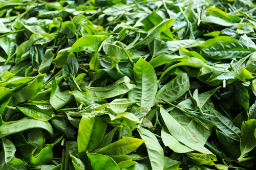 Lake Toba in Sumatra, Indonesia: Organic green tea leaf 