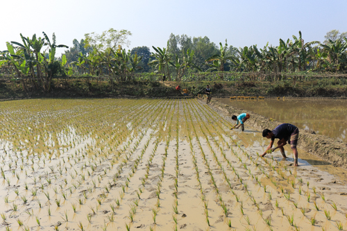 Bangladesh: Rice planting