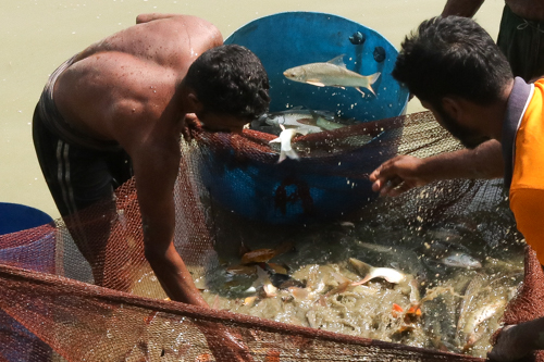 Bangladesh: Inland fish farming 