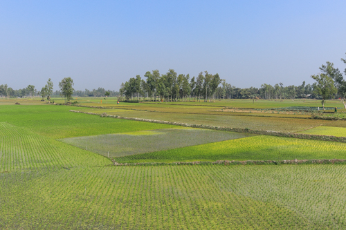 Bangladesh: Paddy land after rice planting