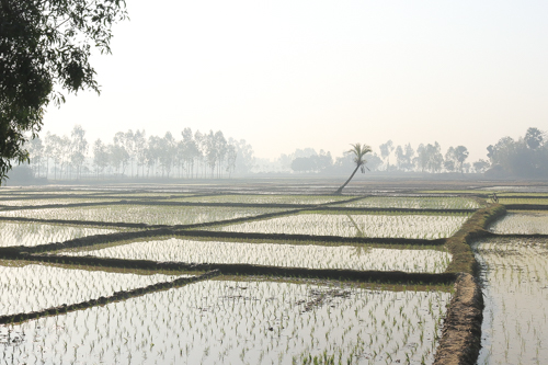 Bangladesh: Paddy land covered by morning fog