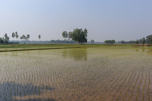 Bangladesh: Paddy land