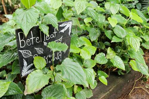 Kitchen garden of ISSAYA SIAMESE CLUB