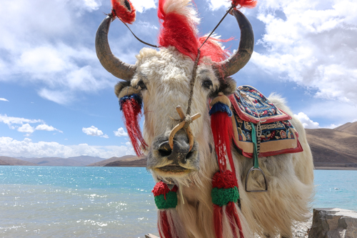 Yak at Yamdrok Lake in Tibet, China 