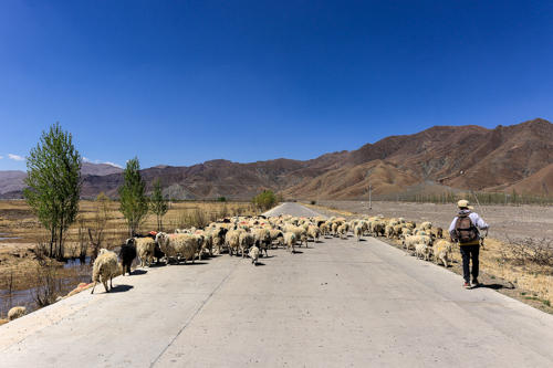 Sheep crossing the highway in Tibet, China 