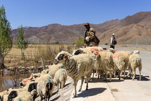 Sheep and its owner crossing the highway in Tibet, China 