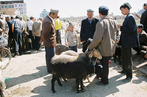 Livestock market at bazaar in Uyghur, China